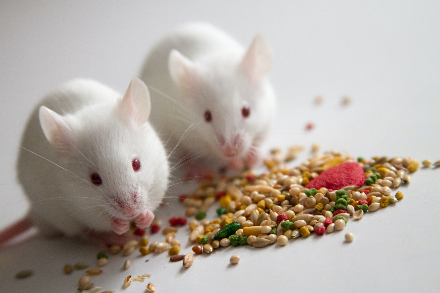 Les souris de laboratoire sont souvent nourries avec des granulés de faible qualité nutritionnelle. © Rob, Adobe Stock