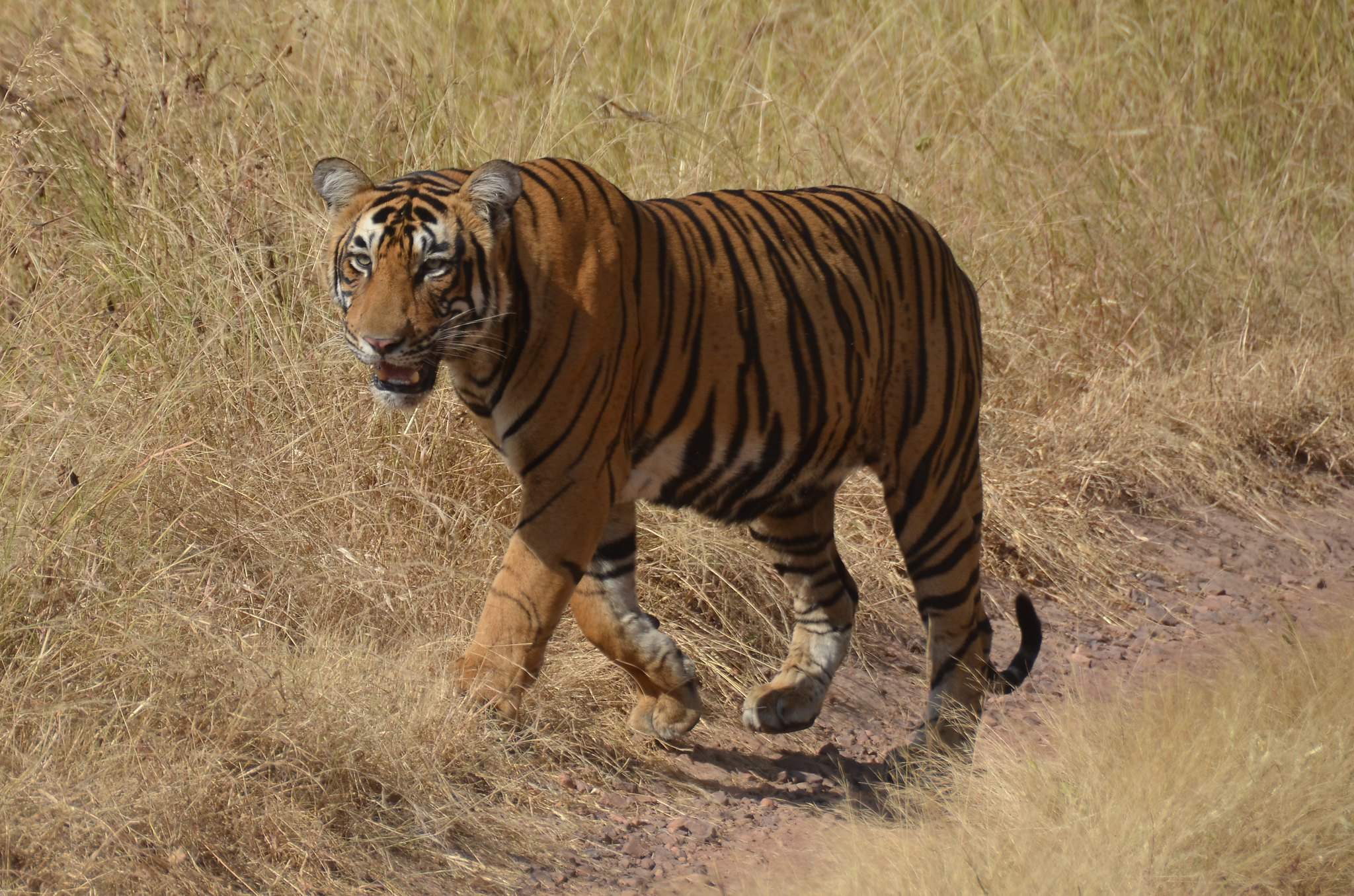 Le tigre a erré sur plus de 1.300 km à la recherche d’un nouveau territoire. © cloudzilla, Flickr