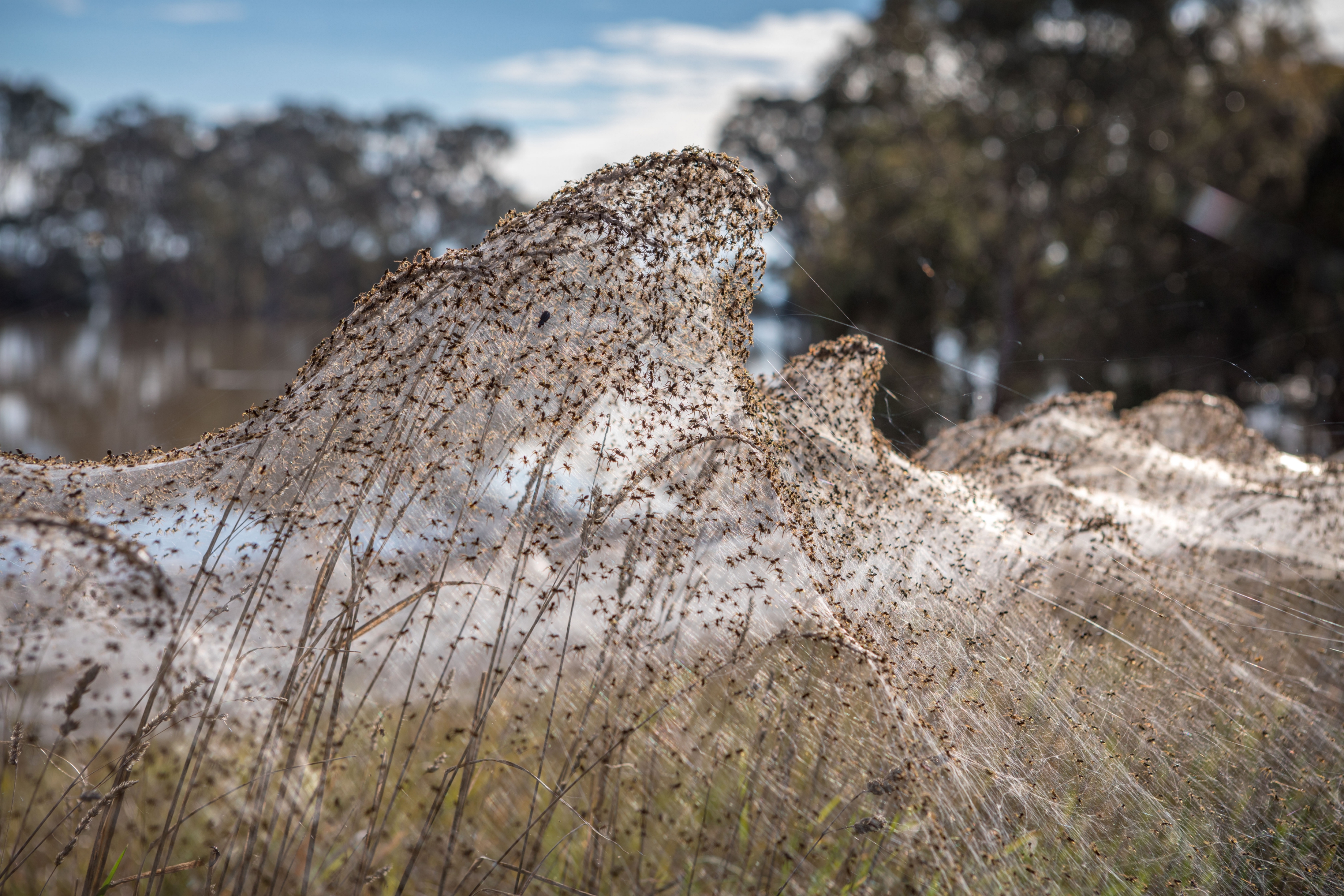 D’immenses toiles d’araignées ont recouvert les champs à la suite des inondations dans le Gippsland. © Lotje MacDonald, The Australian, Twitter