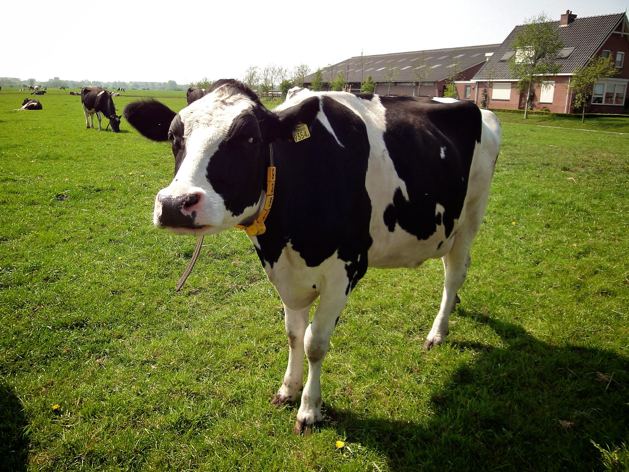 Les vaches laitières de race Holstein ont des taches noires qui absorbent le chaleur. © E. Dronkert, Flickr