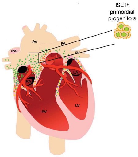 Les cellules souches cardiaques (ISL1+ sur le schéma), où est présente la protéine Islet 1, se trouvent au-dessus des oreillettes (RA et LA) et sur toute la largeur du cœur, sous les vaisseaux sanguins supérieurs, l'aorte (AO), la veine cave supérieure (SVC), l'artère et la veine pulmonaires (PA et PV). Elles s'insinuent entre les oreillettes et un peu entre les ventricules (RV et LV). © Lei Bu et al., Nature 460, 113 (2009)