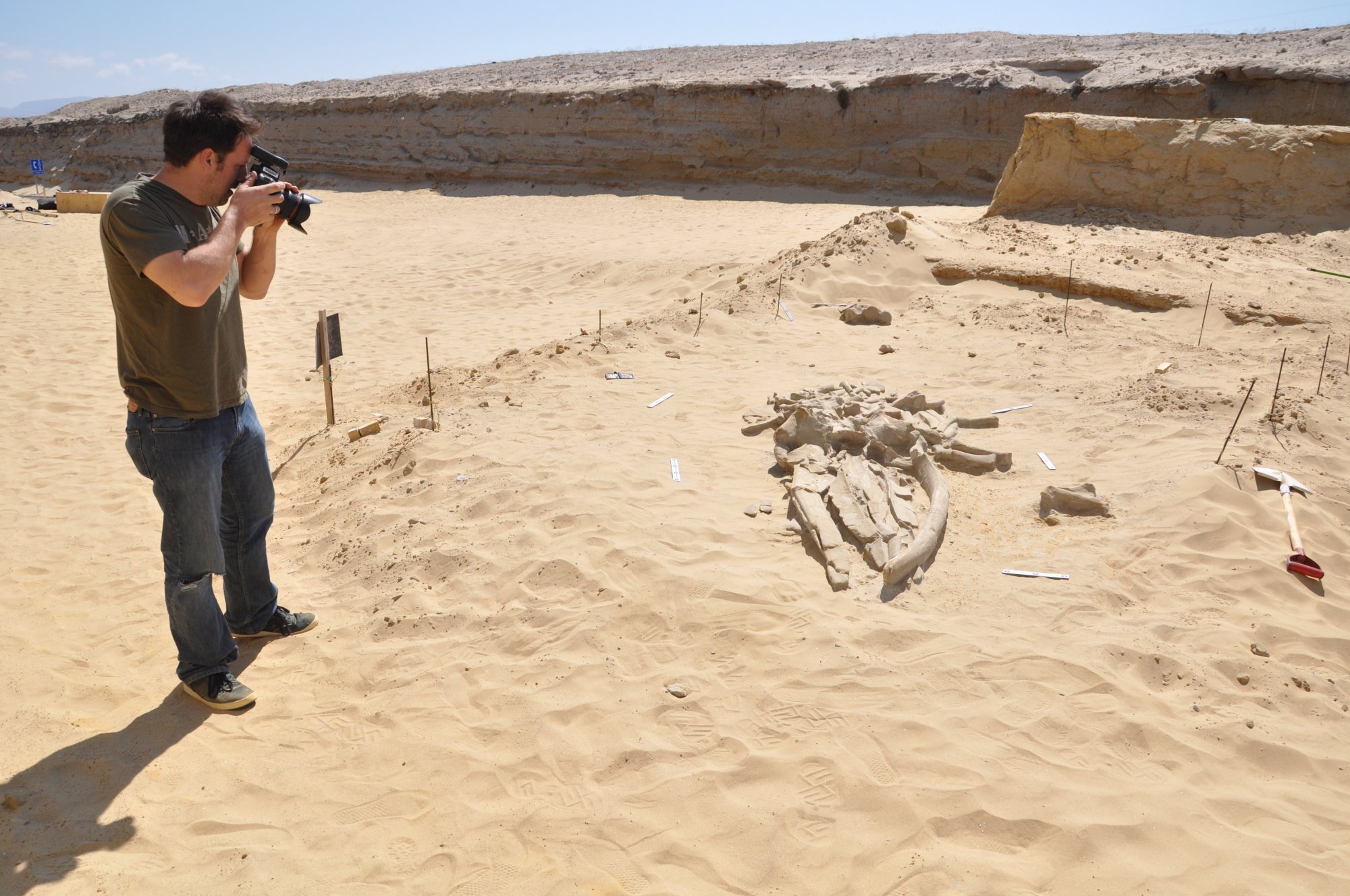 Vincent Rossi, l'un des chercheurs de l'équipe, photographie un squelette quasiment complet de rorqual. Avec photogrammétrie et lasers, les paléontologues ont reconstitué plusieurs modèles 3D de ces fossiles. © Smithsonian