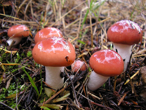 Quand les conditions sont favorables (chaleur, humidité), les champignons peuvent «&nbsp;pousser&nbsp;» en quelques jours. © Photogirl7 CC by