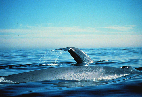 Le chant des baleines bleues est encore incompris. © NOAA, domaine public