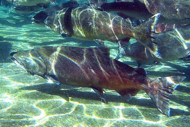 Le terme&nbsp;«&nbsp;saumon du Pacifique&nbsp;»&nbsp;rassemble cinq espèces du genre&nbsp;Oncorhynchus&nbsp;: les saumons rose, rouge, quinnat ou royal (en photo), kéta et coho. Ils seraient de plus en plus pêchés en mer de Béring, ce qui trahit leur migration vers le nord.&nbsp;©&nbsp;Pacific Northwest National Laboratory