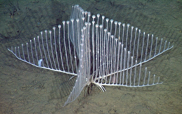 Cette éponge lyre&nbsp;Chondrocladia lyra a été observée entre&nbsp;3.316 et&nbsp;3.399&nbsp;m de profondeur dans les eaux du Pacifique nord. Dix individus ont été photographiés ou filmés en plus des deux&nbsp;qui ont été prélevés.&nbsp;© MBari 2012