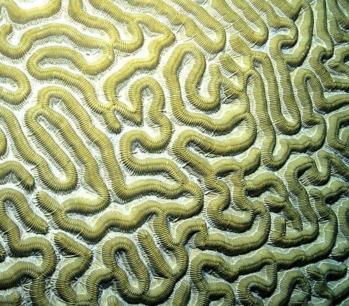 Le corail Cerveau (Diplora strigosa). © Laszlo-photo CC-by