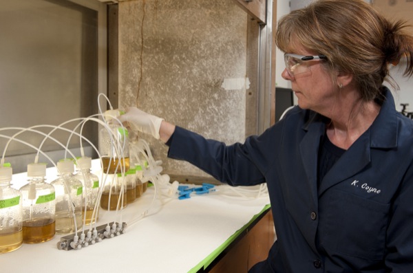 La chercheuse Kathryn Coyne stimule la croissance des algues Heterosigma akashiwo avec du dioxyde de carbone et du monoxyde d'azote, principaux gaz émis par la combustion industrielle. Ces microalgues pourraient être les meilleures candidates pour produire du biocarburant à partir de la pollution industrielle. © Université du Delaware