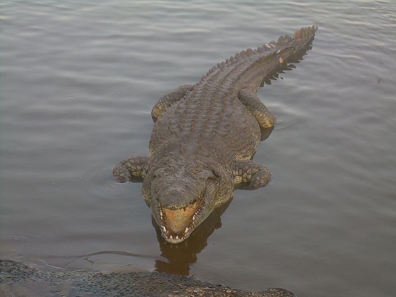 Il n'existe aucune certitude sur l'existence de&nbsp;Crocodylus niloticus (en photo)&nbsp;avant le Quaternaire (2,6 millions d'années). Selon Christopher Brochu, les restes fossiles de&nbsp;crocodiles du Nil trouvés près du lac Turkana (datant du Miocène, entre 2,6 et 23 millions d'années), pourraient&nbsp;appartenir à une autre espèce (Crocodylus&nbsp;checchiai). Le doute subsiste donc...&nbsp;©&nbsp;Clément Bucco-Lechat, Wikimedia common,&nbsp;CC by-sa 3.0