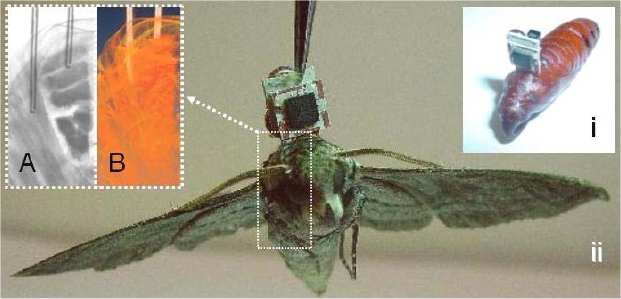 L'implant est fixé sur la chrysalide (i) et reste à sa place sur l'adulte (ii). Les électrodes sont enfoncées dans les muscles des ailes (a et b). © MEMS 2008/Technical Digest
