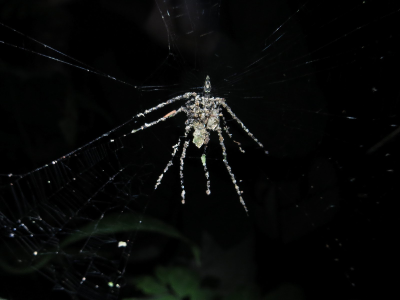 Regardez de plus près : cette araignée n'est faite que de débris végétaux et d'insectes morts ! Elle est 5 fois plus grande que la Cyclosa qui l'a construite. © Phil Torres