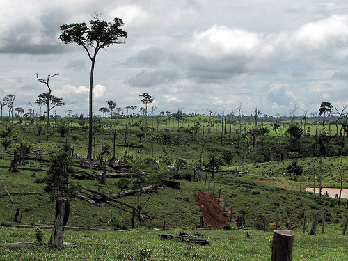 La lutte contre la déforestation au Brésil a un coût que les crédits carbone pourraient compenser. © visionshare CC by-nc