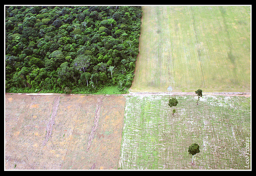 La déforestation en Amazonie semble être repartie à la hausse, notamment au profit d'exploitations agricoles, en particulier de soja, comme sur cette photo prise au Brésil, dans l'Etat de Pará. En juin 2008, les exportateurs brésiliens signaient un moratoire dans lequel ils s'engageaient à ne pas acheter du soja provenant de zones récemment déboisées. © Leoffreitas / Flickr - Licence Creative Common (by-nc-sa 2.0)