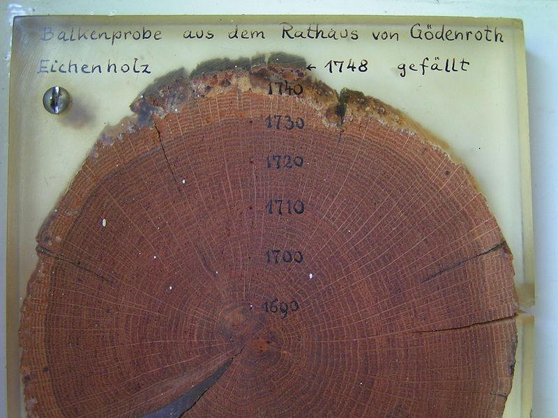 La lecture des différents anneaux de croissance de cet arbre pourrait très certainement fournir des informations précieuses sur le climat entre&nbsp;1690 et 1740.&nbsp;© Stefan Kühn,&nbsp;Wikimédia Common, CC by-sa 3.0
