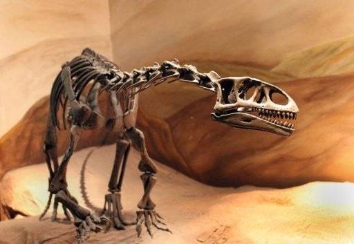 Leonerasaurus taquetrensis n'était pas bien grand mais son ossature ressemble déjà à celles des sauropodes géants qui apparaîtront des millions d'années plus tard. © MEF
