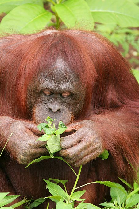 L'orang-outang, dont le nom signifie « homme de la forêt » en malais, se nourrit la plupart du temps de fruits, de jeunes pousses, d'écorces, de petits vertébrés, d'œufs d'oiseaux et d'insectes. Chaque jour, il construit un nid dans la canopée des arbres pour y passer la nuit. © Suneko, Wikimedia Commons, CC by sa 3.0
