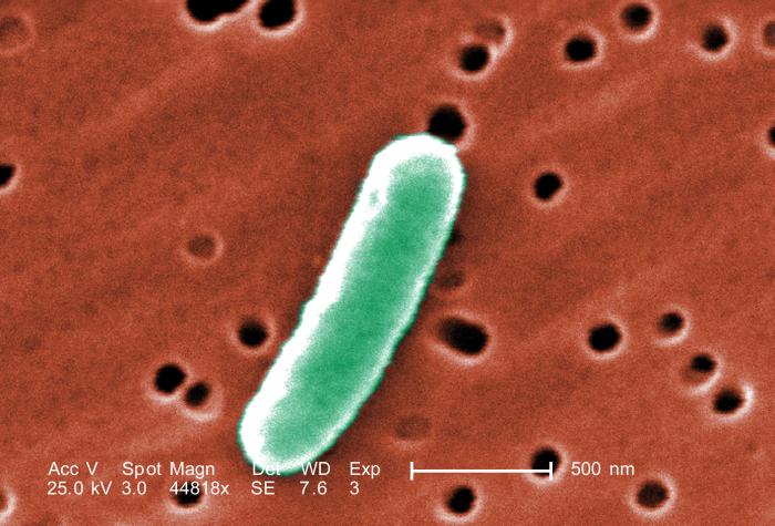 La bactérie E. coli&nbsp;est depuis longtemps exploitée par la recherche scientifique. Pour cette expérience, elle ne fait que fournir des gènes à une autre bactérie intestinale, Pantoea agglomerans, afin de se débarrasser du paludisme.&nbsp;© Janice Haney Carr, CDC, DP