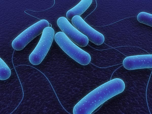 Une image de synthèse d'Escherichia coli. Credit: iStockphoto/Sebastian Kaulitzki