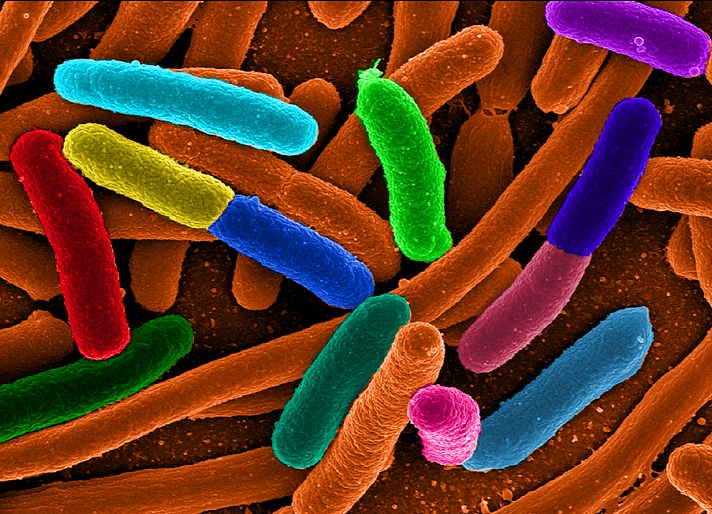 La célèbre bactérie Escherichia coli, modèle si souvent utilisé par la recherche, a fait progresser la génétique d'un cran supplémentaire en devenant le premier organisme entier génétiquement recodé. Après les OGM, voici peut-être venue l'heure des OGR. © Mattosaurus, Wikipédia, DP