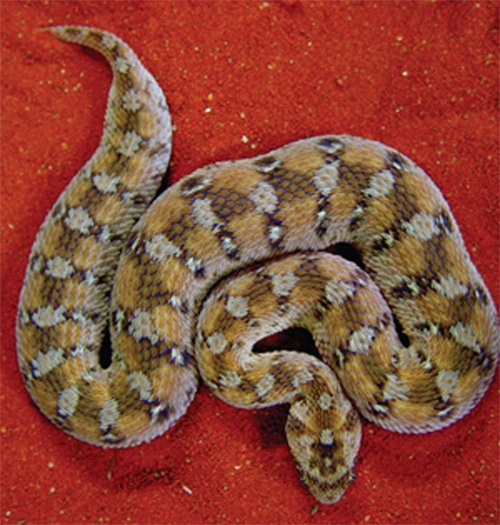 Ce joli serpent, très venimeux, a su transmettre à un mammifère une partie - non codante - de son génome. © Stephan Gimmel