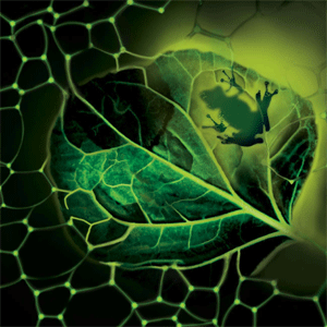 L’association inattendue d’une grenouille et de plantes a permis de créer une écume capable de photosynthèse artificielle. © Université de Cincinnati