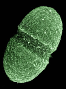 Enterococcus faecalis, un hôte de nos intestins, parmi bien d'autres... © United States Department of Agriculture