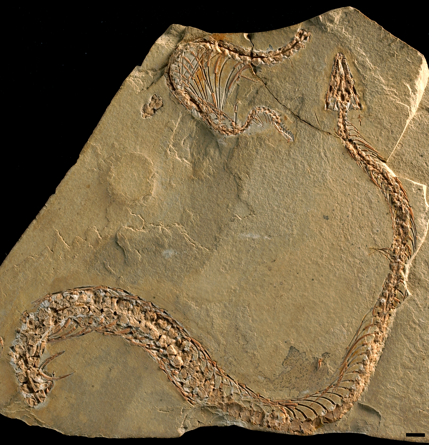 Le fossile de Eupodophis descouensi © A. Houssaye