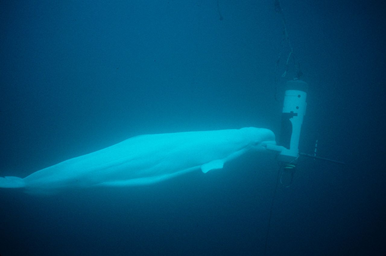 Des bélugas, encore appelés&nbsp;baleines blanches, ont été formés pour éteindre à l'aide de leur bouche&nbsp;un signal sonore sous-marin. S'ils&nbsp;émettent certains sons pour s'orienter dans les profondeurs, ce qu'on appelle l'écholocation, ils en expriment d'autres types&nbsp;qui correspondent à leur&nbsp;contentement après&nbsp;une action réussie.&nbsp;© US Navy