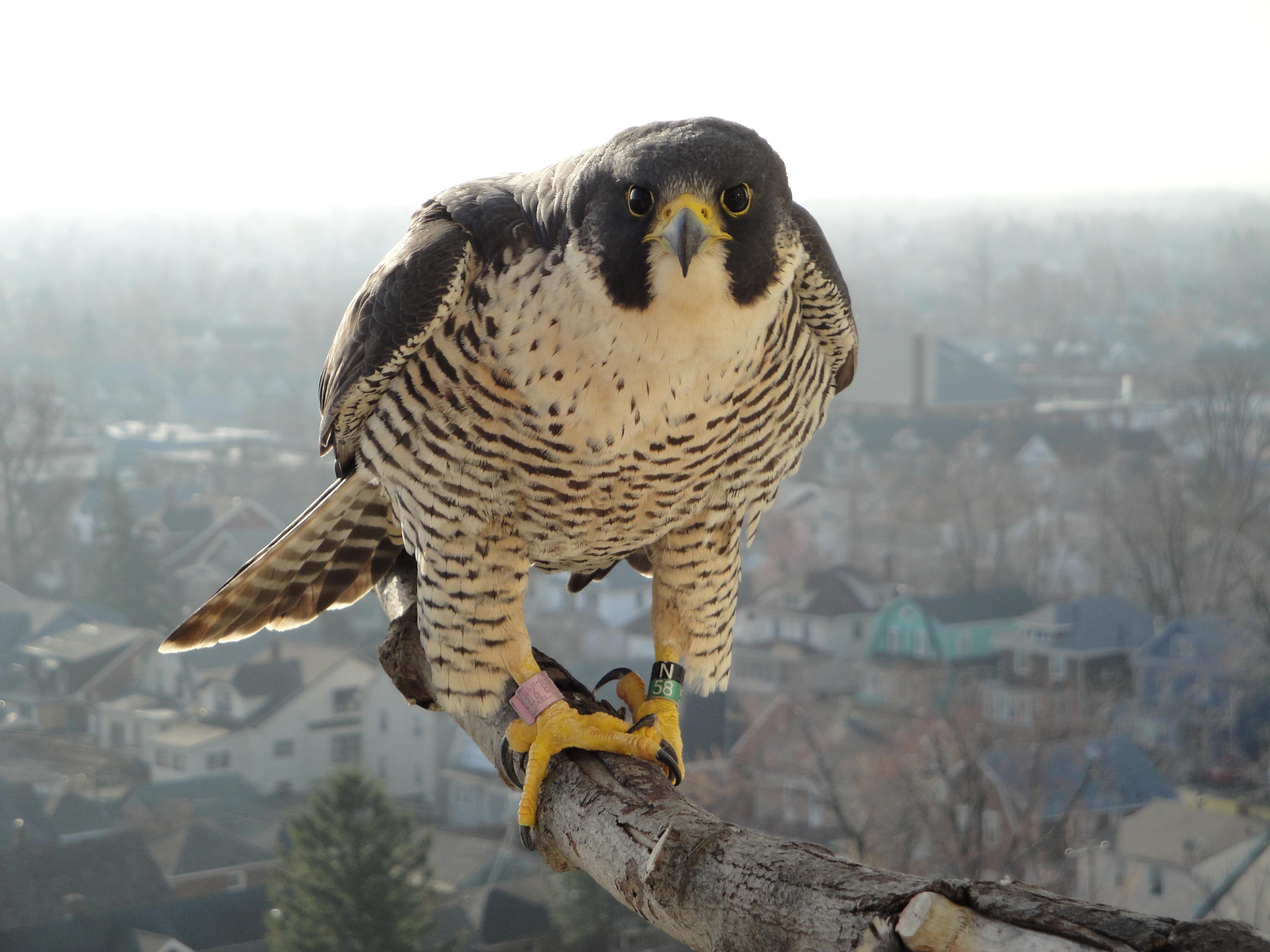 Ce résident du campus de l’Université de Buffalo surveille d’un œil inquisiteur le nid établi dans la tour Mackay. © University at Buffalo