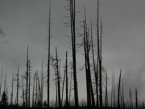 Une forêt morte, paysage sans doute commun à la transition Permien-Trias. © Brooklyn CC by-sa