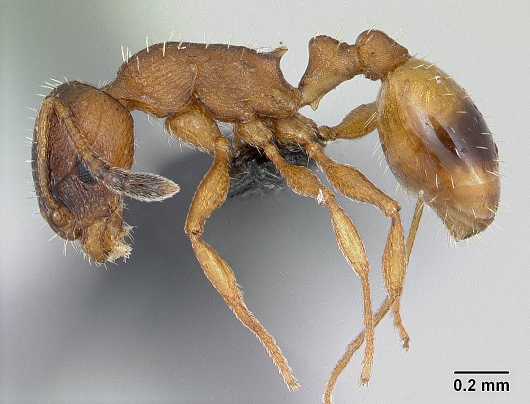 En s’isolant pour mourir, les fourmis comme cette Temnothorax unifasciatus réduiraient les risques de répandre des épidémies dans leur colonie et augmenteraient ainsi les chances de transmettre leurs gènes. © Antweb.org