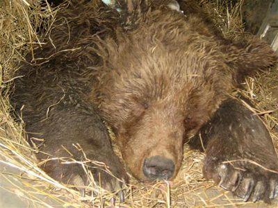 L'ourse Franska à la fin de son hibernation en 2007. Crédit 'La Buvette des Alpages'.