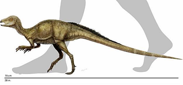 Cette image montre la taille que devait avoir Fruitadens haagarorum. Crédit : Doyle Trankina, NHM Dinosaur Institute