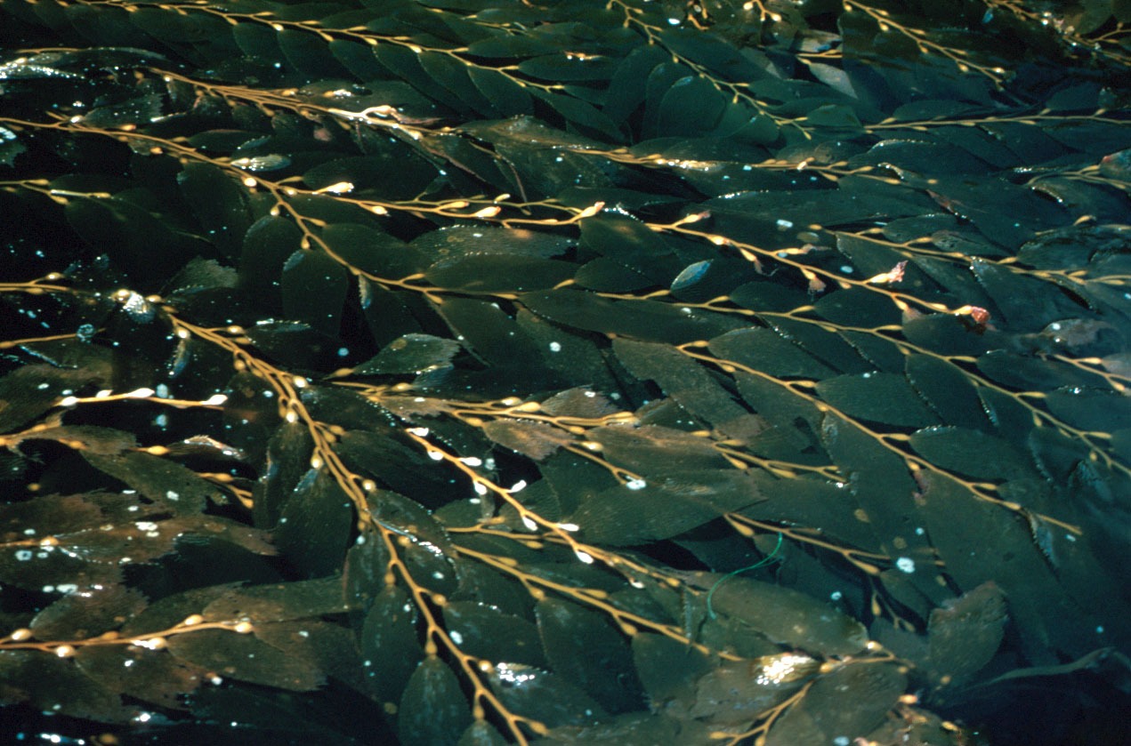 Macrocystis pyrifera, la kelp géante, est une laminaire. Il s'agit de la plus grande des algues géantes. Elle forme des herbiers ou des forêts sous-marines à proximité des continents (par exemple la baie californienne). Ses frondes peuvent mesurer jusqu'à 43 mètres de long. © National Oceanic and Atmospheric Administration, DP