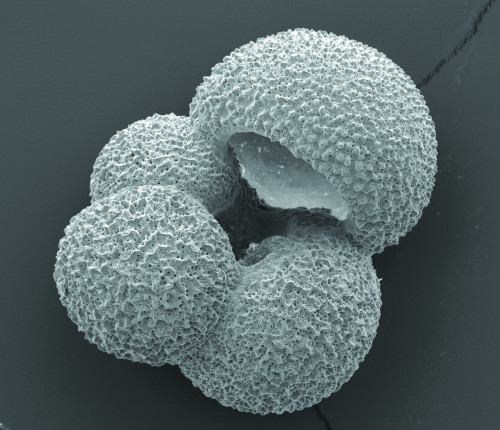 Une globigérine, petit organisme planctonique, fabrique une minuscule coquille calcaire autour de son unique cellule et en produit plusieurs, qui croissent en spirale. © ACE CRC