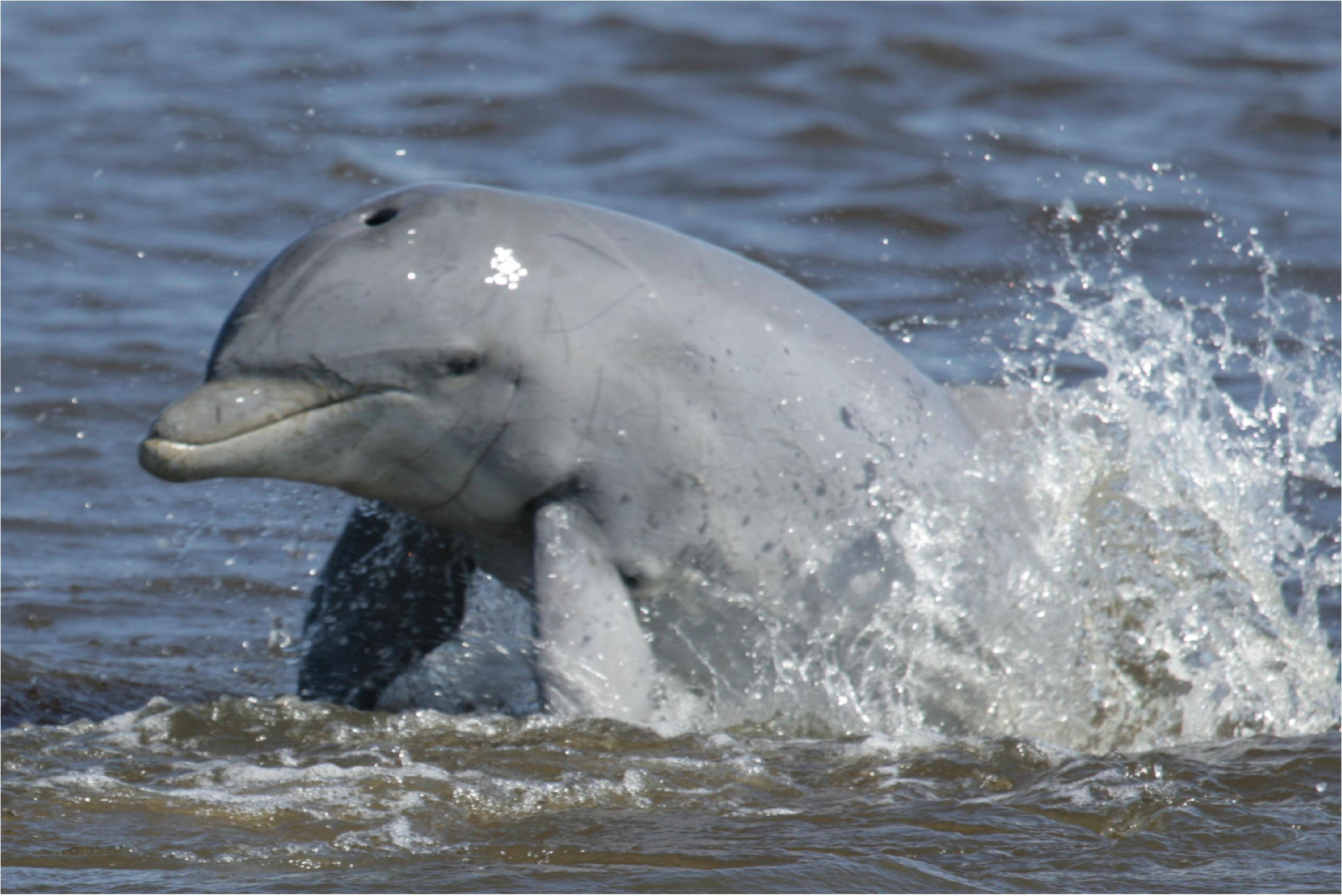 Le Grand dauphin est une sentinelle écologique. Son état de santé est révélateur de celui des écosystèmes marins mais aussi des populations côtières. © Brian Balmer / Sarasota Dolphin Research Program