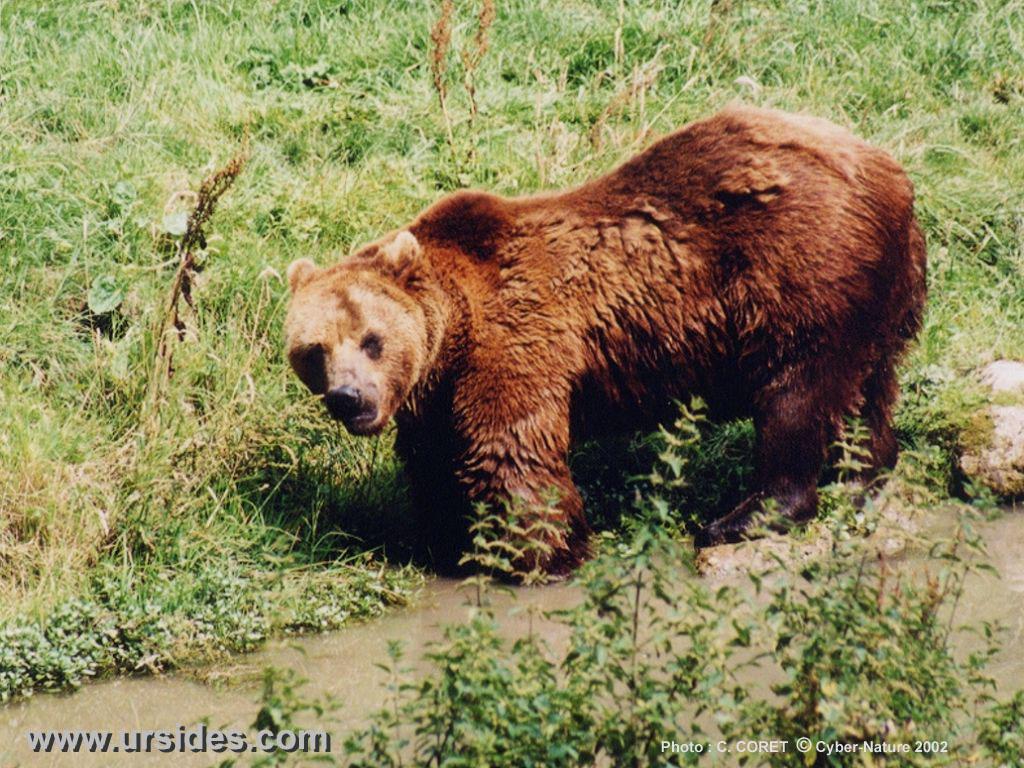 Pour l’ours brun (ici un grizzli), on ne fait état que d’une « préoccupation mineure » © Ursidés.com
