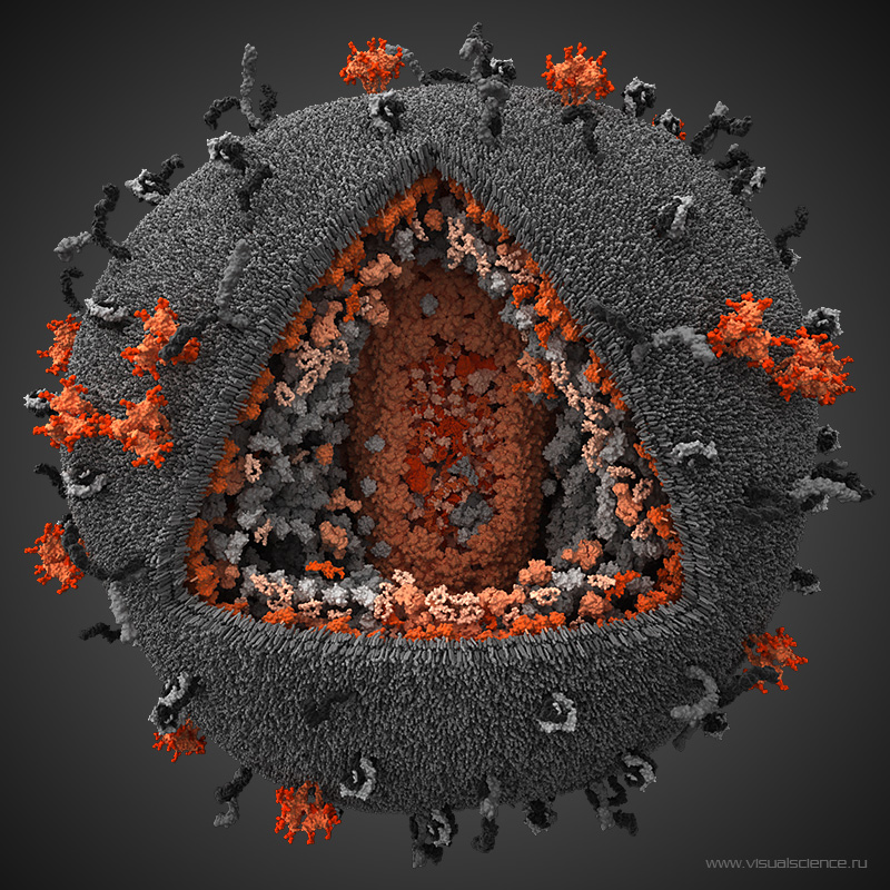 Le virus du Sida est une structure très complexe qui mérite d'être connue. © http://visualscience.ru/en/