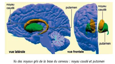 Emplacement du striatum (structure du centre du cerveau, comprenant le noyau caudé et le putamen. Crédit : "Le cerveau à tous les niveaux" (cf. liens)