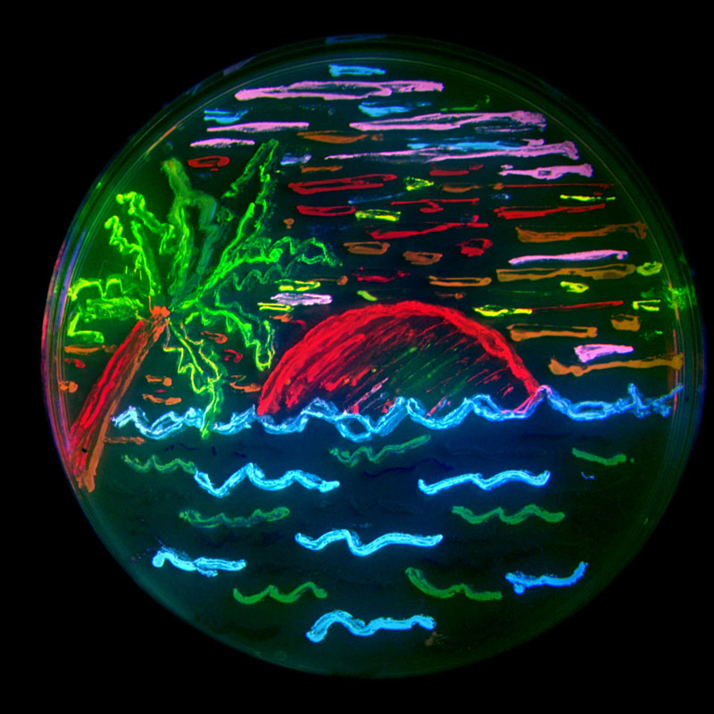 Une composition obtenue par Roger Tsien en colorant différemment des colonies bactériennes à l'aide de GFP mutées et de dsRed, obtenu chez le corail Discosoma. © R. Tsien
