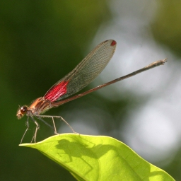 Une demoiselle mâle de l'espèce Hetaerina occisa avec des marques colorées à la base et à l'apex de ses ailes. © UCLA