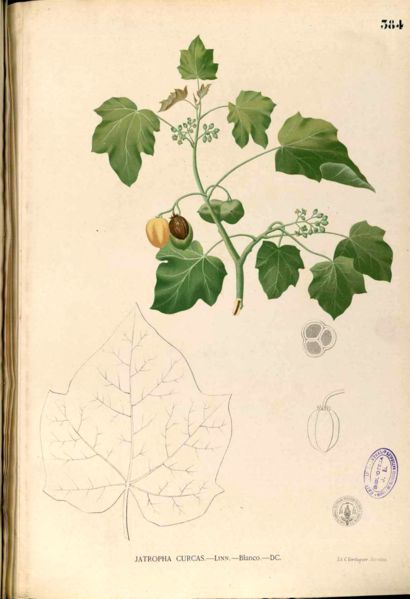 Jatropha curcas, par le botaniste espagnol Francisco Manuel Blanco. © Licence Commons