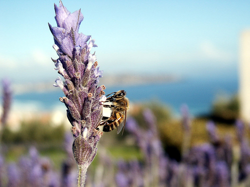 Une abeille tueuse butine de la lavande. © J POD CC by-sa