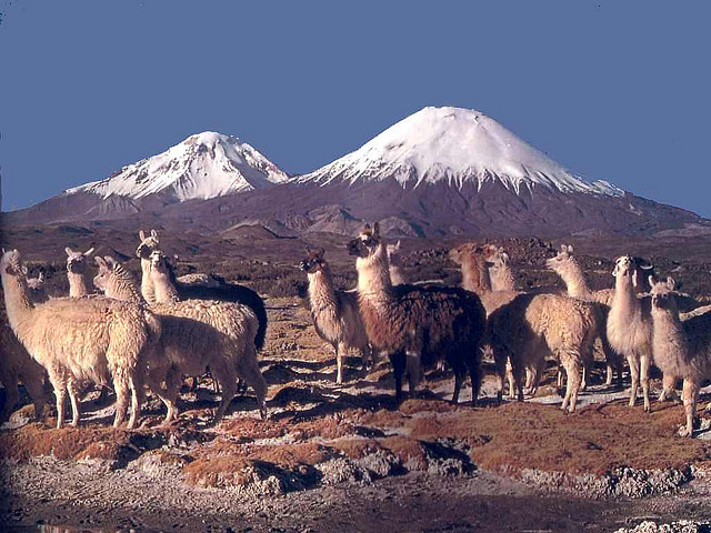 Sans le savoir, les lamas ont aidé les Incas à cultiver le maïs, et, en conséquence, à bâtir leur empire. © flickrfavorites/Flickr - Licence Creative Commons (by-nc-sa 2.0)