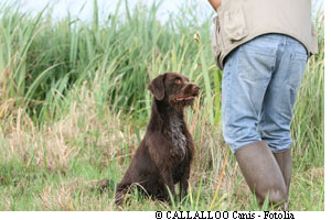 Les chiens de chasse pataugeant dans des terrains très humides sont particulièrement exposés à la leptospirose. Les égoutiers et les éboueurs le sont aussi. © Callalloo/Fotolia