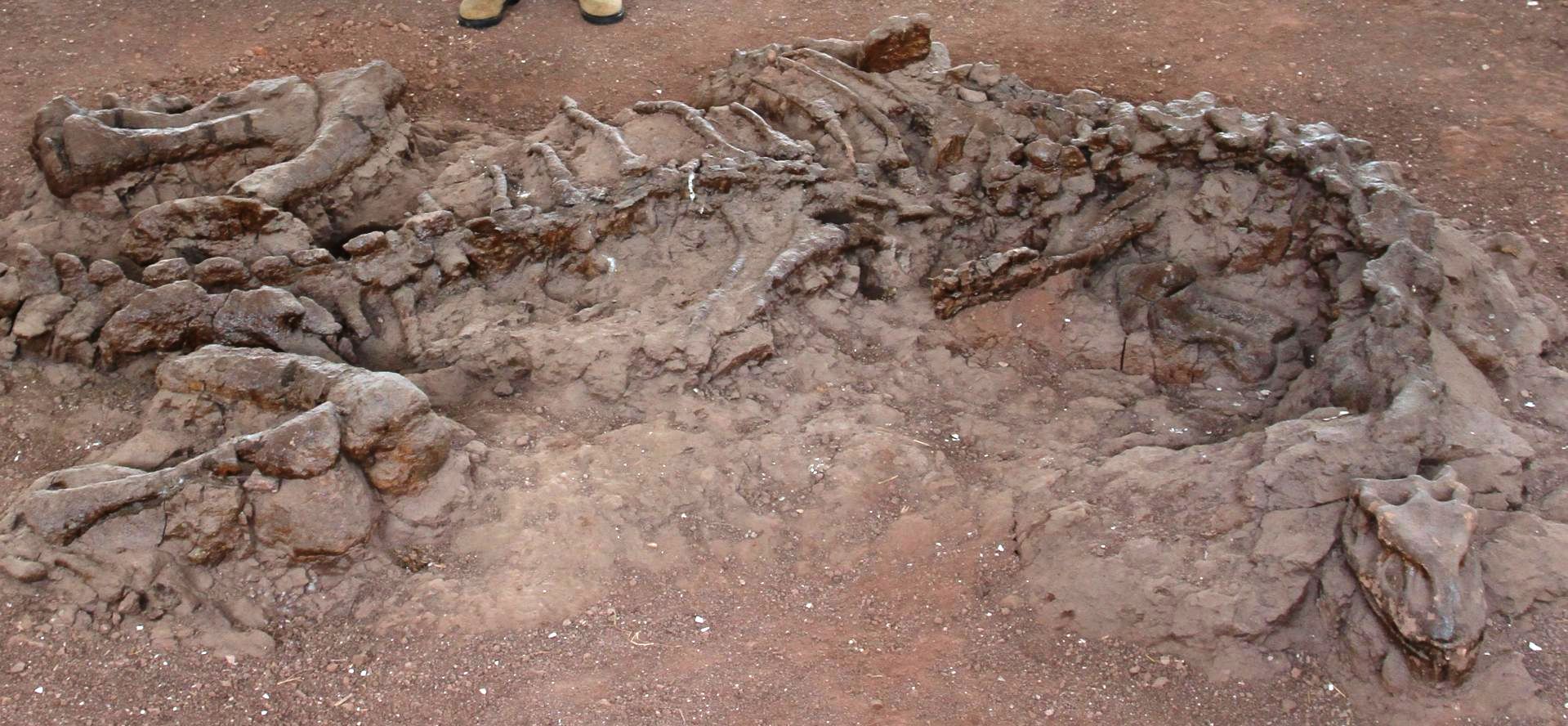 Les restes fossilisés vieux de 195 millions d'années d'un Lufengosaurus découvert dans la province du Yunnan en Chine. © Robert Reisz