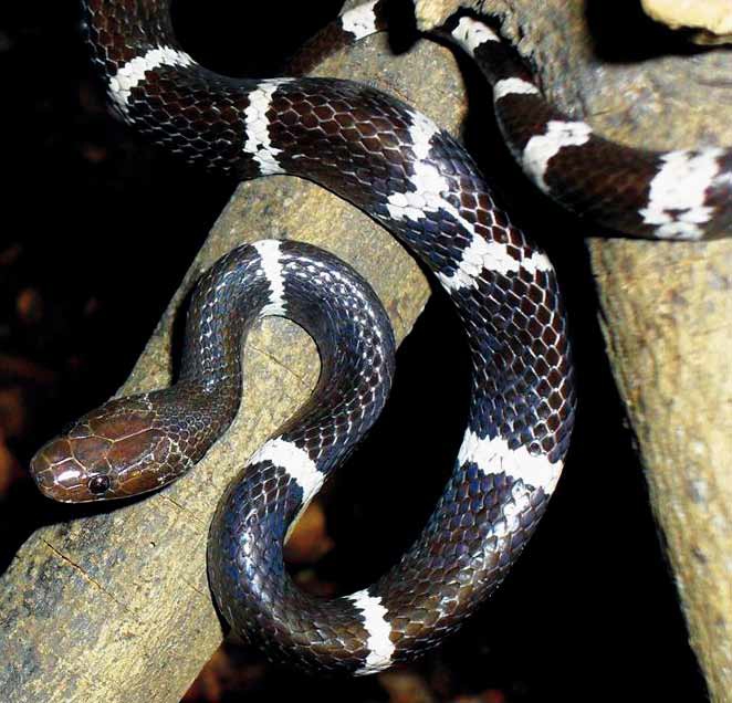 Lycodon synaptor, un serpent découvert dans la région du Mékong, comme 207 autres espèces en 2010. &copy; Vampire