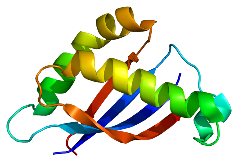 MUC1 est une protéine transmembranaire de grande taille retrouvée dans de nombreuses cellules épithéliales sous forme glycosylée. Elle comporte un site de clivage dans sa partie extracellulaire qui lui permet d'intégrer le mucus. Ici on peut voir sa structure tridimensionnelle. © emw, Wikipédia, cc by sa 3.0