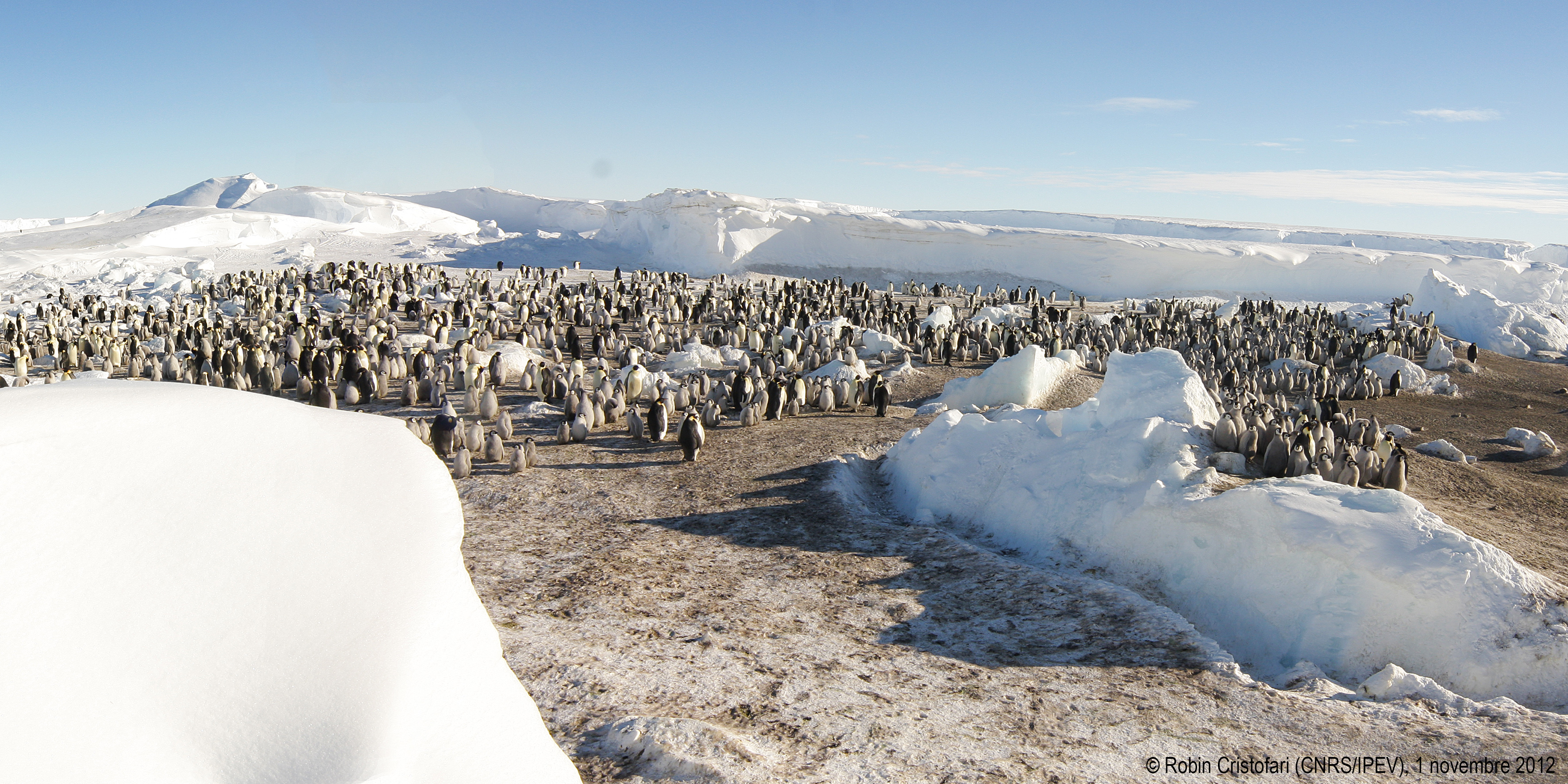 La colonie 1 de manchots empereurs sur la glace de mer a pu être observée grâce à d'importants moyens qui ont permis de naviguer dans ces glaces. © Robin Cristofari/CNRS-Ipev