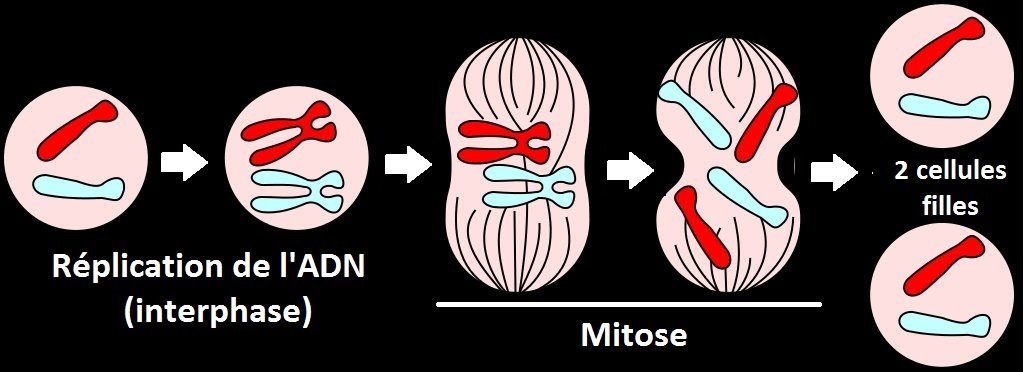 La division cellulaire se déroule en plusieurs étapes. L'ADN se duplique durant l'interphase (à gauche) puis débute la mitose, la séquence qui concerne les chromosomes. La membrane du noyau disparaît alors (sauf chez certains protozoaires). Les deux jeux de chromosomes se séparent et migrent dans deux directions opposées, pour s'installer dans les deux cellules filles. © Mysid, Wikipédia, DP